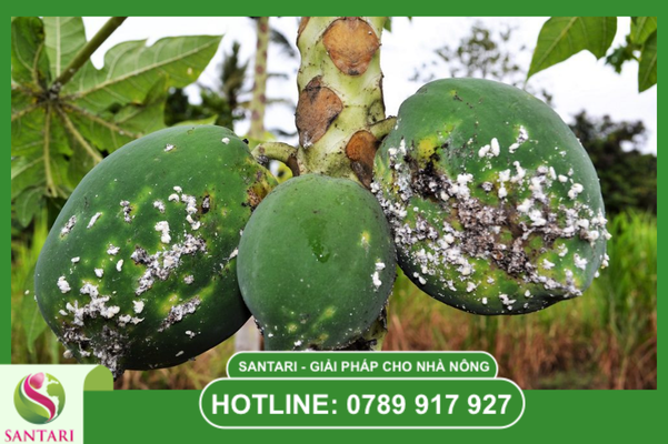  đôi giải pháp đặc trị: Khắc Trùng Đan và Basudin
