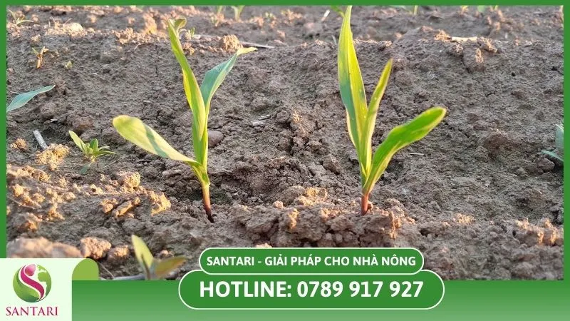 Chọn giống bắp