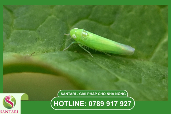 FAQ – Giải đáp thắc mắc về rầy xanh