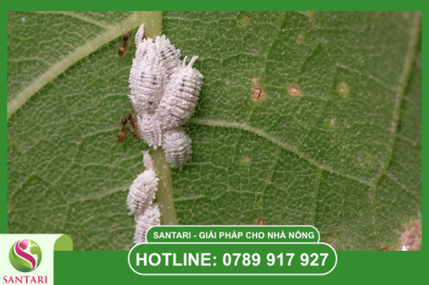 Thông tin tổng quan về rệp sáp Pseudococcidae