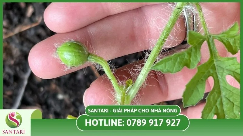 Chọn giống dưa hấu