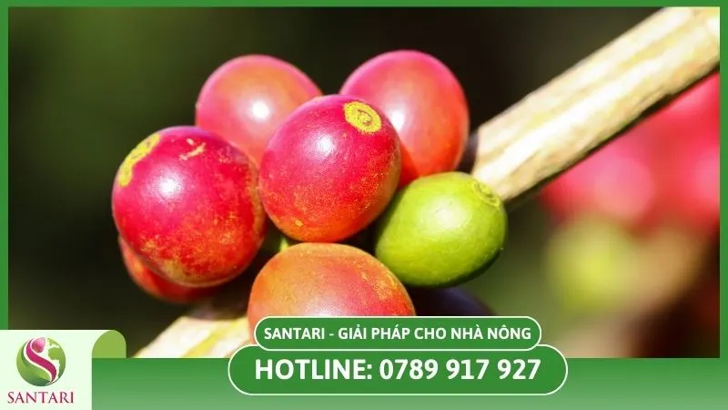 Giống cà phê SL28