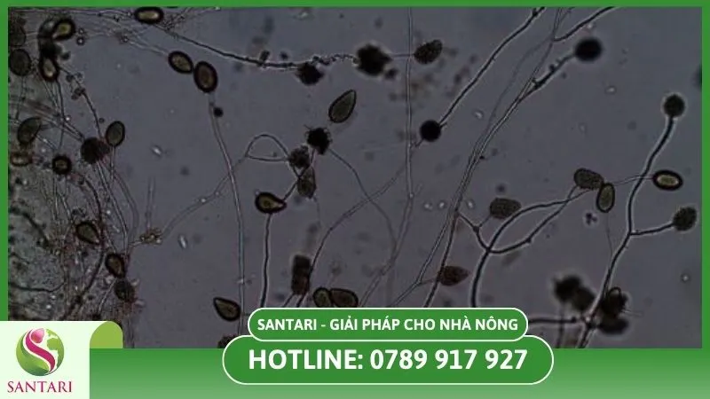 Nấm Phytophthora
