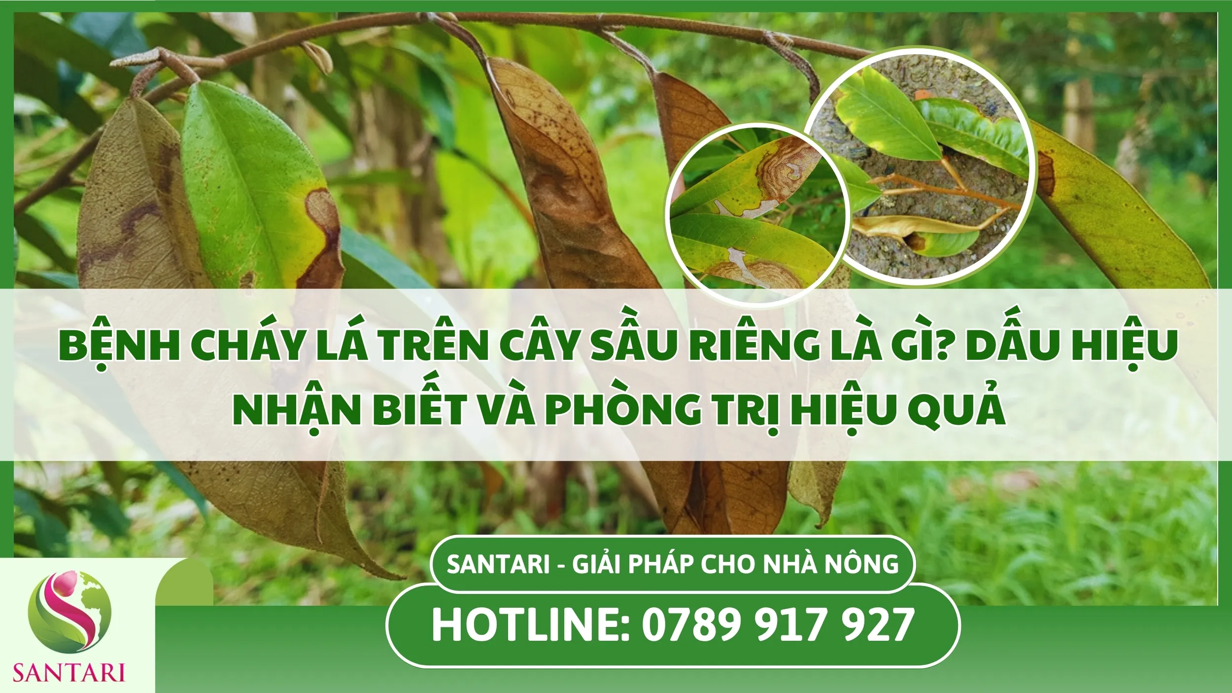 Bệnh Cháy Lá Trên Cây Sầu Riêng Là Gì? Dấu Hiệu Nhận Biết Và Phòng Trị Hiệu Quả