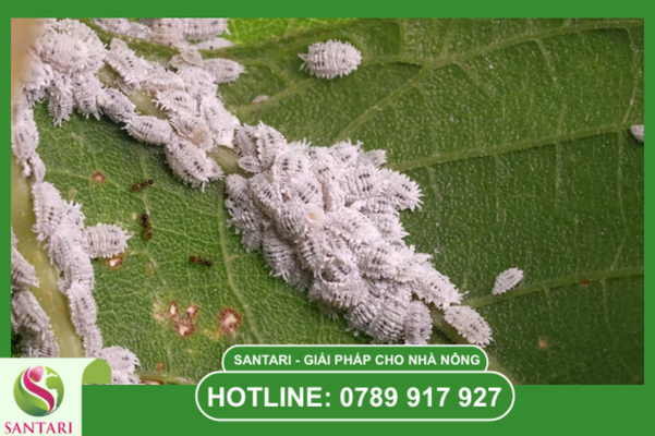 Phác đồ "2 trong 1": Cắt đứt nguồn phát tán dịch hại