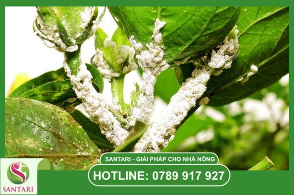  Câu hỏi thường gặp