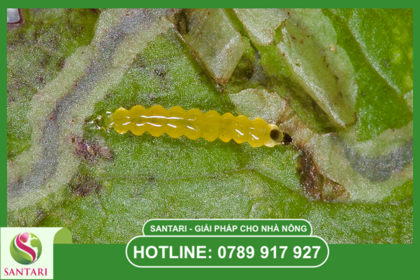 Tại sao sâu vẽ bùa là nỗi ám ảnh của vườn cam quýt?