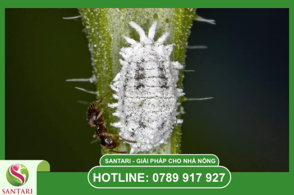 Câu hỏi thường gặp (FAQ)