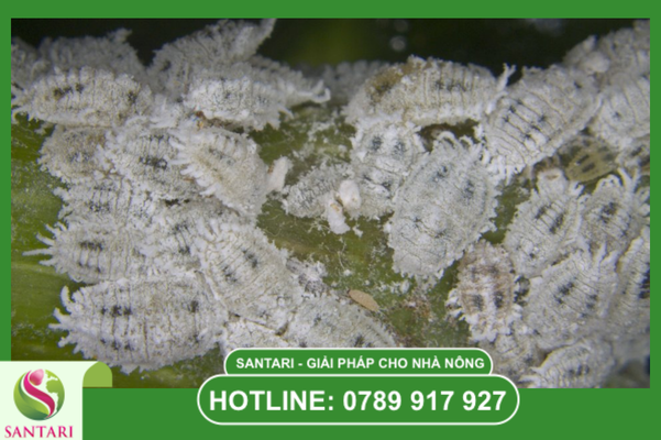  Cân bằng sinh lý và phục hồi tán cây