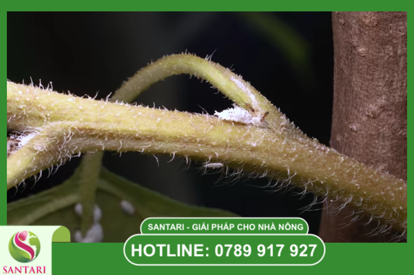 Tại sao rệp sáp có khả năng kháng thuốc mạnh?