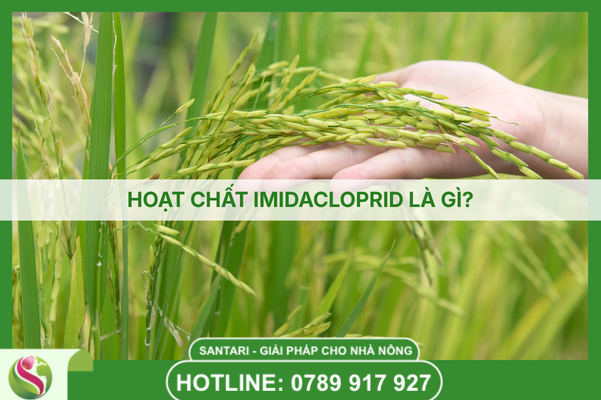 HOẠT CHẤT IMIDACLOPRID LÀ GÌ?