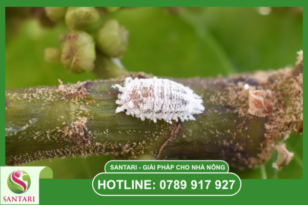 Thời điểm "Vàng" để tiêu diệt rệp sáp triệt để