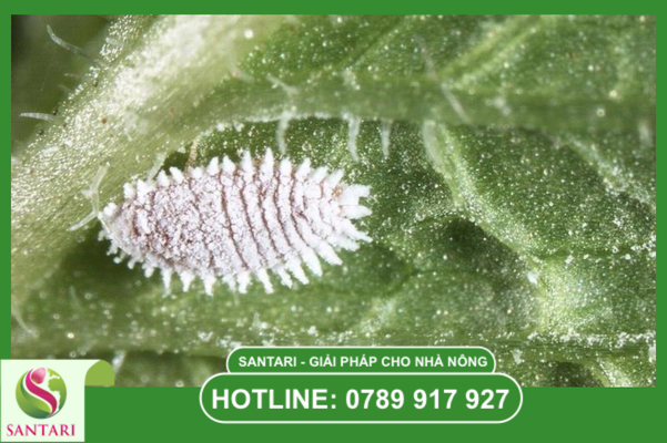 Khái niệm về rệp sáp Pseudococcidae và lớp phấn trắng đặc trưng