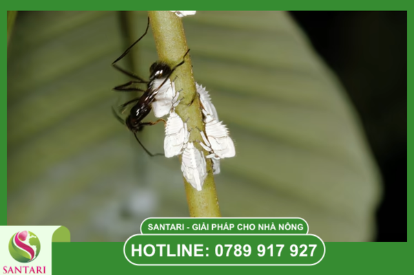 Chiến lược ngăn chặn con đường phát tán dịch hại từ Santari