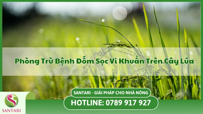 Phòng Bệnh Đốm Sọc Vi Khuẩn Trên Lúa Và Cách Điều Trị Tận Gốc 99%