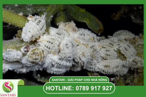 Hiểm họa từ những ổ rệp ẩn nấp sâu trong kẽ trái