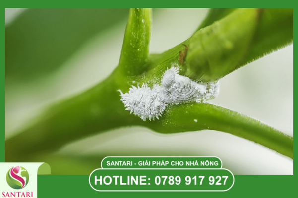 Câu hỏi thường gặp (FAQ)