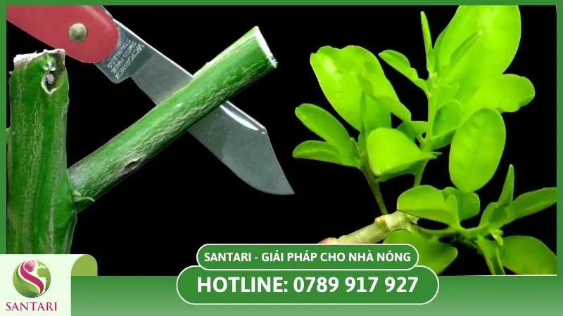 Ghép cành cây chanh