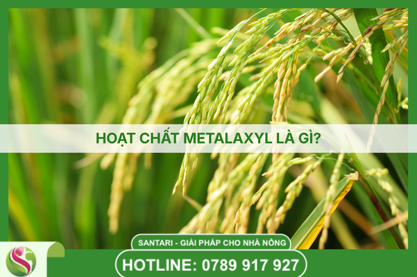 HOẠT CHẤT DIFENOCONAZOLE LÀ GÌ?