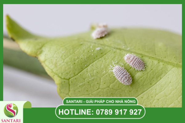 Tác động của hóa chất phổ rộng lên quần thể thiên địch