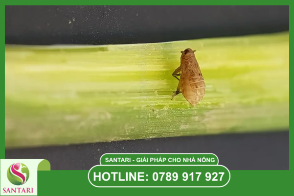 Bản chất đột phá của công nghệ SC (Huyền phù đậm đặc)