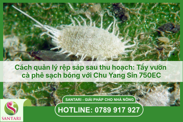 Cách quản lý rệp sáp sau thu hoạch: Tẩy vườn cà phê sạch bóng với Chu Yang Sin 750EC