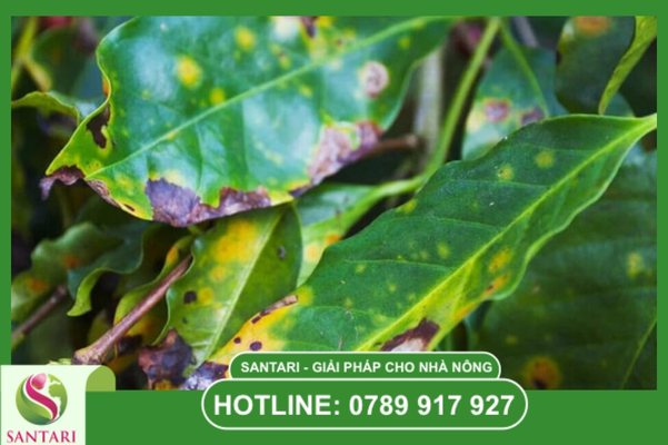 Khi nào cần dùng Combo có tính lưu dẫn (Mancozeb phối hợp)?
