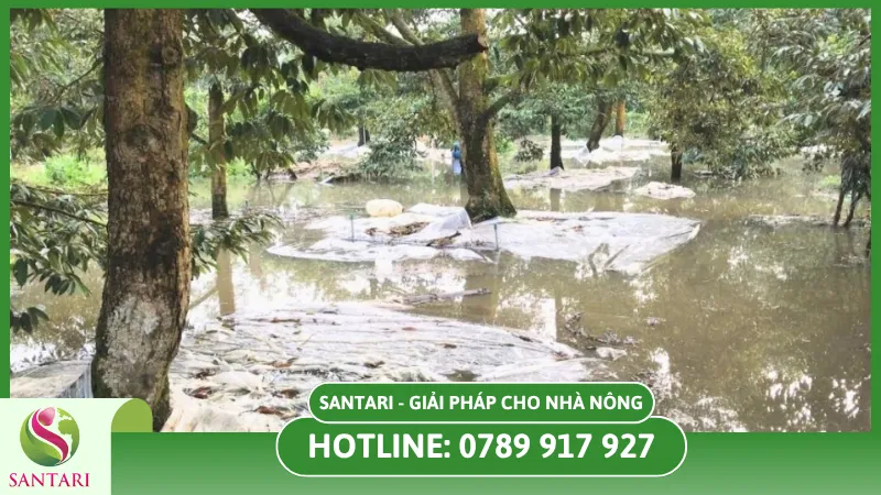Phòng ngừa ngập khi mùa mưa tới giúp bảo vệ cây