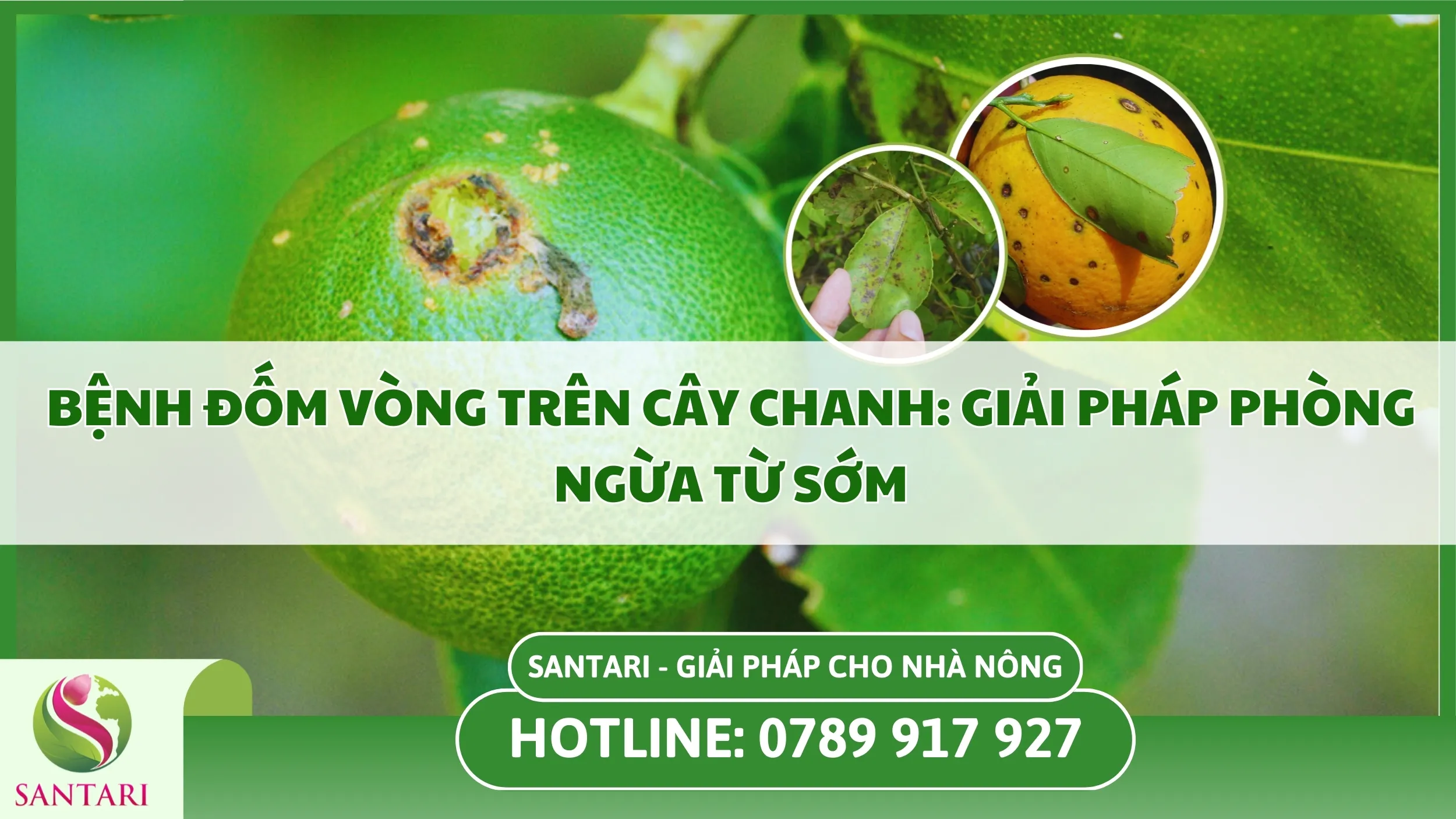Bệnh Đốm Vòng Trên Cây Chanh: Giải Pháp Phòng Ngừa Từ Sớm