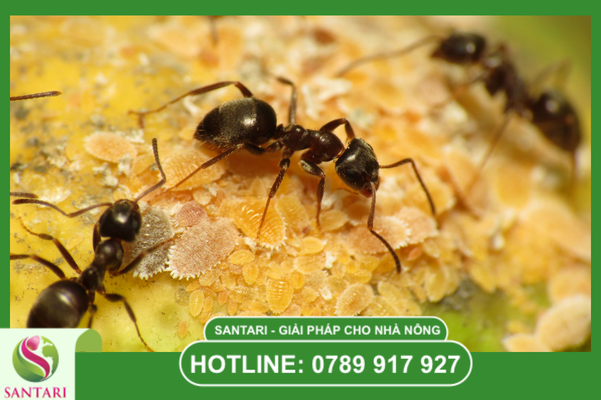 Tại sao diệt kiến là bước tiên quyết trong quản lý dịch hại?