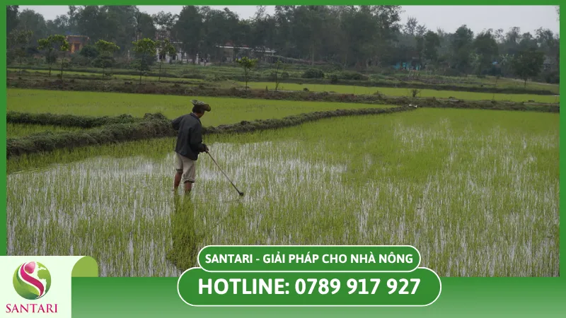 Tác hại của bệnh héo xanh đối với sản xuất lúa