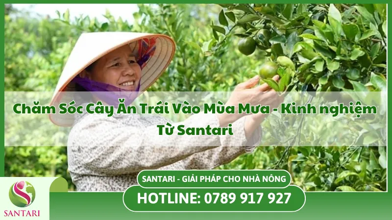 Chăm Sóc Cây Ăn Trái Mùa Mưa: Giải Pháp Bảo Vệ Vườn Cây Toàn Diện