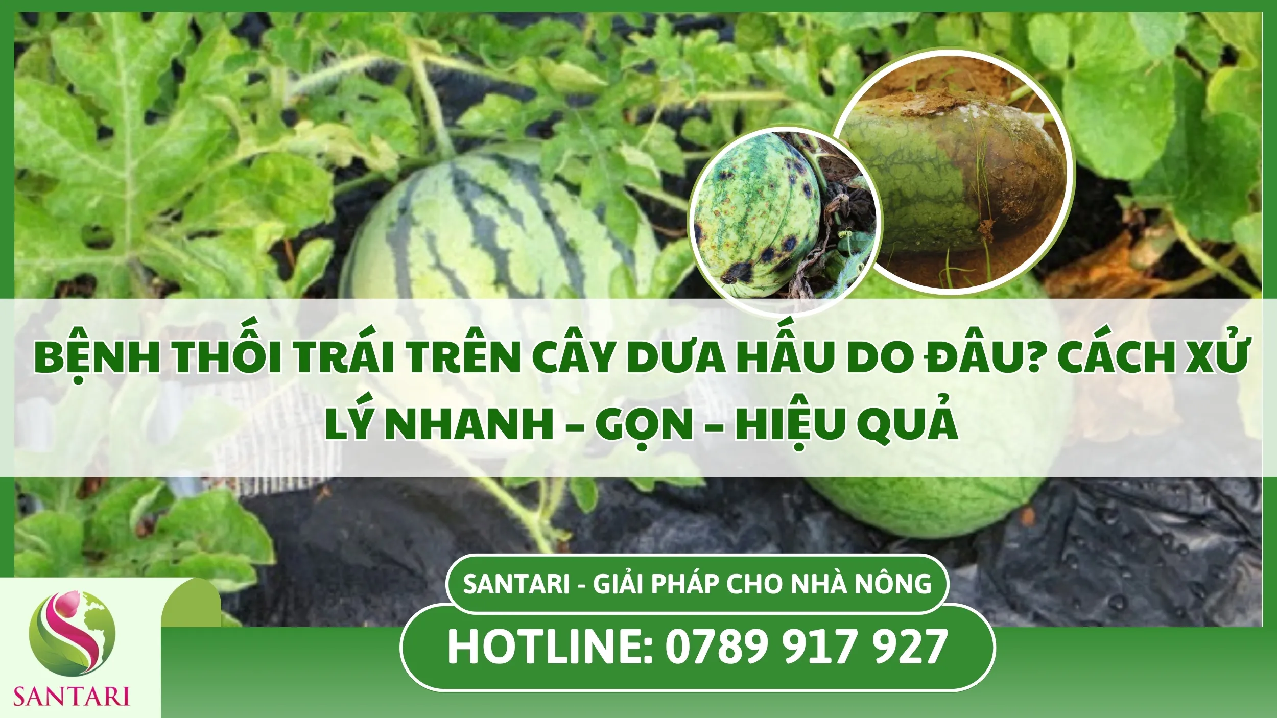 Bệnh Thối Trái Trên Cây Dưa Hấu Do Đâu? Cách Xử Lý Nhanh – Gọn – Hiệu Quả