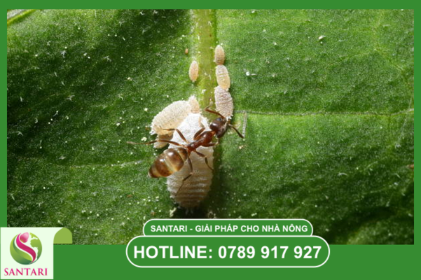 Khái niệm về rệp sáp Pseudococcidae và lối sống cộng sinh