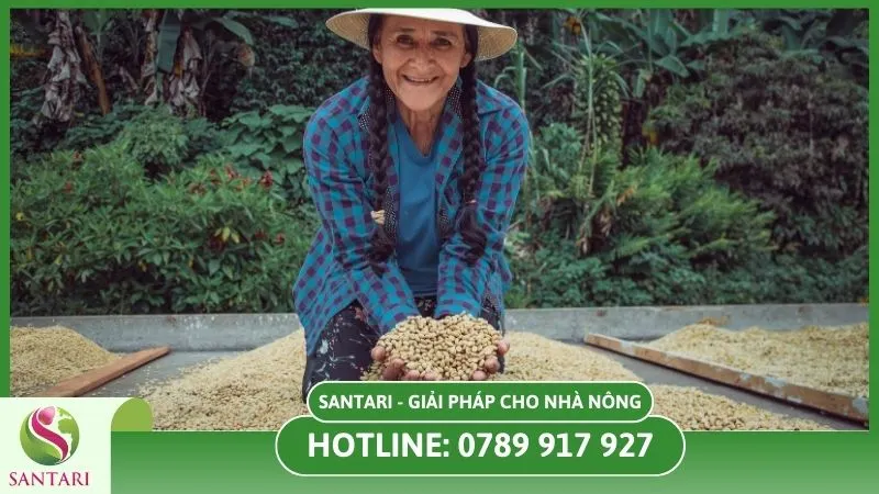 Các giống cây cà phê tốt hiện nay giúp mang lại năng suất cao