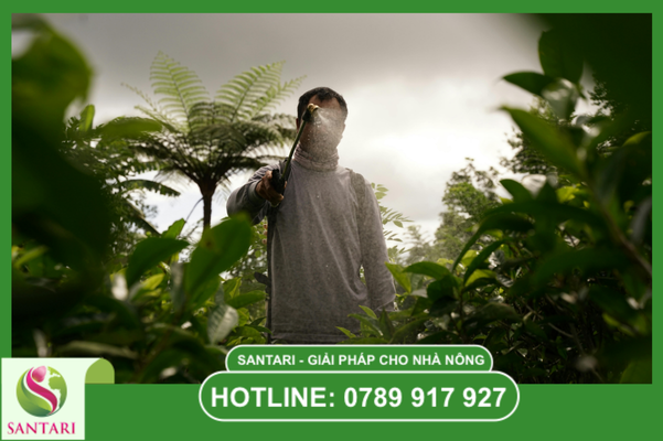 Kỹ thuật phun ngửa béc tiêu diệt nhện đỏ mặt dưới lá.