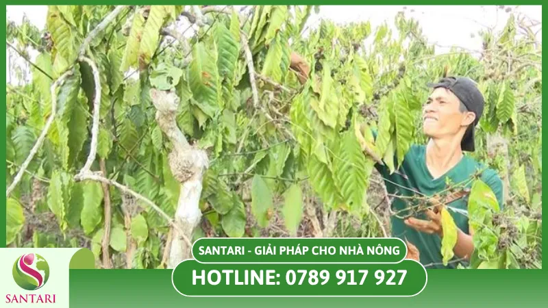 Tình trạng vườn cà phê bị hạn hán