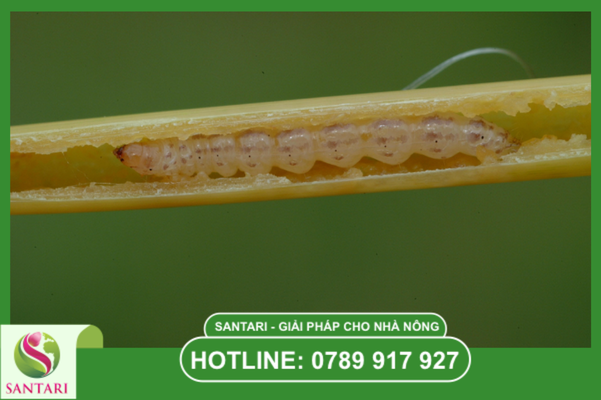 Cơ chế tác động "Tứ diện mai phục" của Phá Trùng Đan