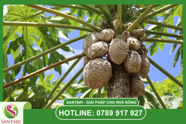 Rệp sáp đu đủ: Kẻ thù "đóng bánh" kỵ nước