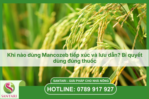 Khi nào dùng Mancozeb tiếp xúc và lưu dẫn? Bí quyết dùng đúng thuốc