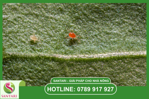 Hiệu quả kinh tế và khả năng vận hành vượt trội