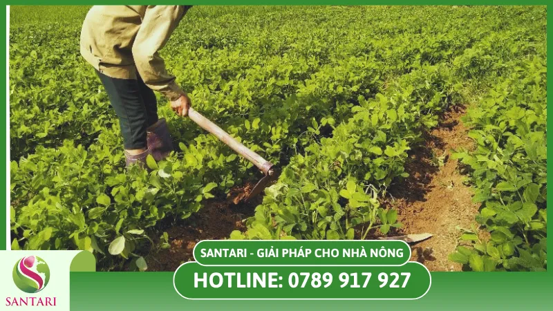 Phòng trừ sâu bệnh hại sau mưa
