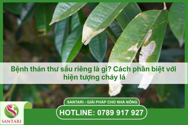 Bệnh thán thư sầu riêng là gì? Cách phân biệt với hiện tượng cháy lá