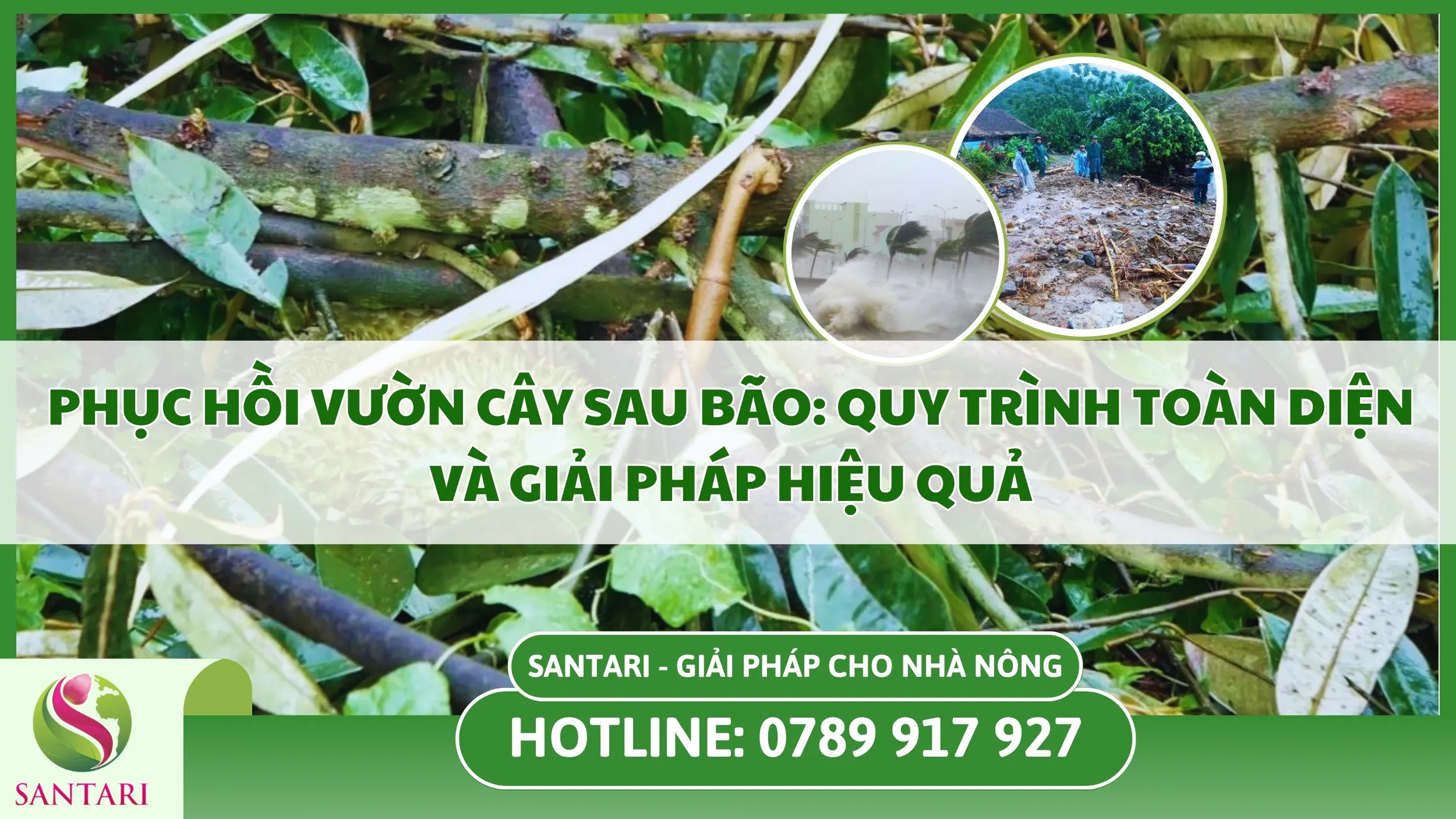 Phục Hồi Vườn Cây Sau Bão: Quy Trình Toàn Diện Và Giải Pháp Hiệu Quả