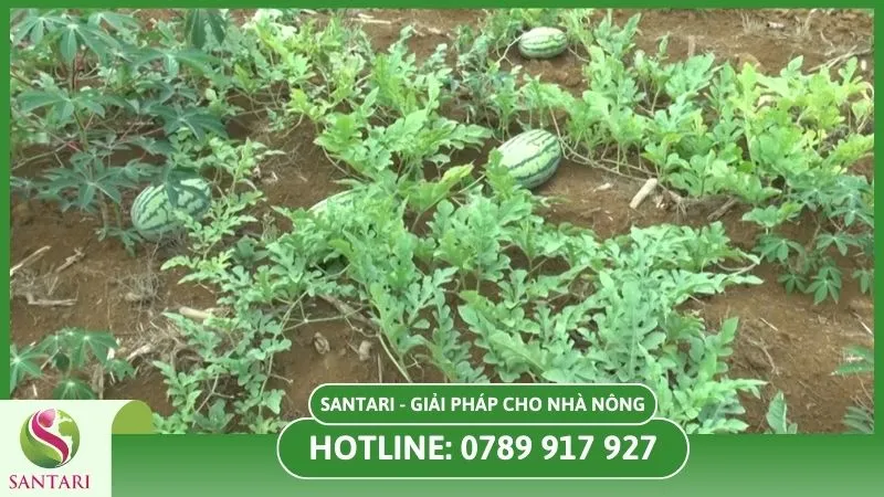 Lựa chọn địa điểm trồng