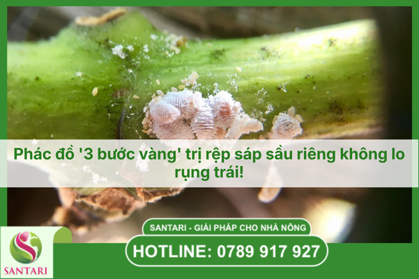 Phác đồ '3 bước vàng' trị rệp sáp sầu riêng không lo rụng trái!