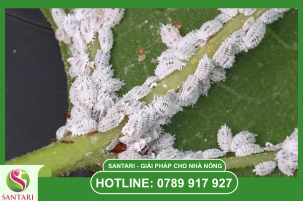 Tổng quan về hệ thống phân loại rệp sáp