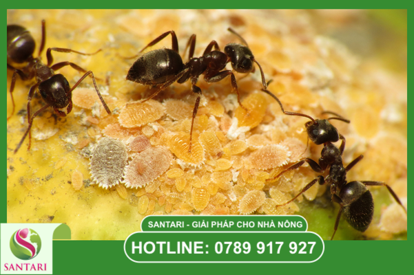 Tập tính cộng sinh và mối nguy từ nấm bồ hóng