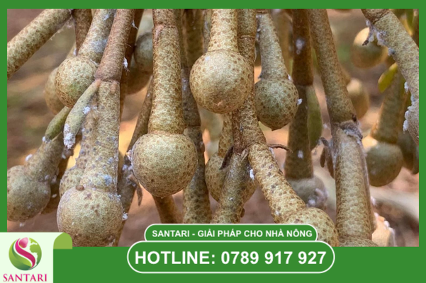 Đặc điểm sinh học của rệp sáp Pseudococcidae trên trái non