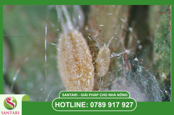 Câu hỏi thường gặp (FAQ)
